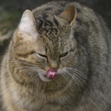 Forest cat Wildcat (Felis silvestris), portrait, captive, North Rhine-Westphalia, Germany
