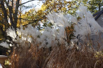 Chinese reed (Miscanthus sinensis), inflorescence in autumn, ornamental grass in partial shade,