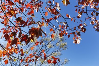 Red autumn leaves, maple leaves (Acer), sunny autumn weather, blue sky, view upwards, Indian