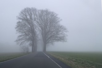 Driver's perspective view of foggy, foggy country road in thick fog in winter, Germany