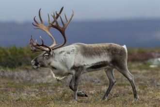A reindeer bull (Rangifer tarandus) walks across the autumn tundra during the rut, rut, autumn,