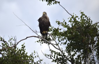 White-tailed eagle (Haliaeetus albicilla) sitting in a birch tree on the Darß, Mecklenburg-Western