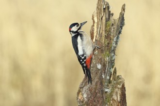 Great spotted woodpecker (Dendrocopos major), male, foraging on a tree stump overgrown with moss