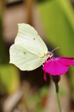 Lemon butterfly (Gonepteryx rhamny) on crown campion (Lychnis coronaria), in a nature garden,