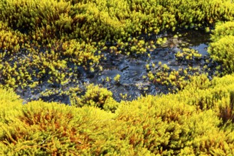 Moss and water, Aventdalen, Longyearbyen, Spitsbergen, Svalbard