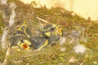 Blue tit (Cyanistes caeruleus) young in the nest, Wilnsdorf, North Rhine-Westphalia, Germany