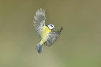 Blue tit (Parus caeruleus) in flight, flight photo, high speed flight photo Wilnsdorf, North