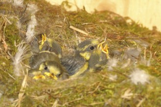 Blue tit (Cyanistes caeruleus) young in the nest, Wilnsdorf, North Rhine-Westphalia, Germany