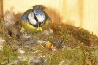 Blue tit (Cyanistes caeruleus) feeding the young in the nest, Wilnsdorf, North Rhine-Westphalia,