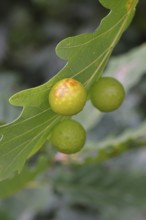 Oak gall wasp (Cynips quercusfolii), oak sponge gall on the underside of a leaf of a pedunculate