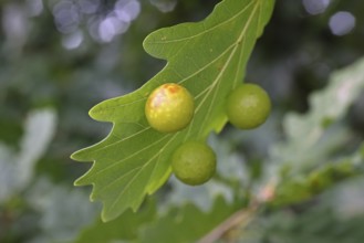 Oak gall wasp (Cynips quercusfolii), oak sponge gall on the underside of a leaf of a pedunculate