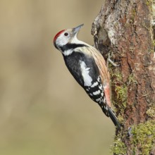 Middle spotted woodpecker (Dendrocopos medius) foraging on a tree stump overgrown with moss and