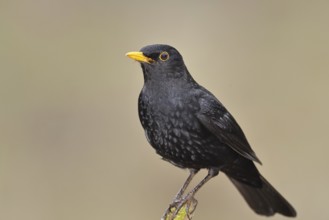 Blackbird (Turdus merula) male, standing on a moss-covered tree root, North Rhine-Westphalia,
