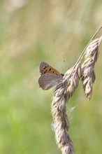 Small copper (Lycaena phlaeas) in a meadow, Gambach nature reserve, Burbach, North