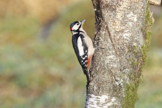 Great spotted woodpecker (Dendrocopus major), male, foraging on the trunk of a common birch (Betula
