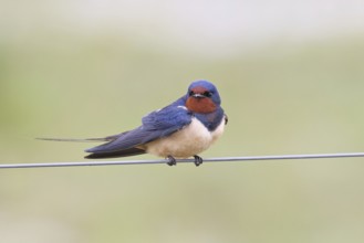 Barn Swallow (Hirundo rustica) sitting on a pasture fence, wildlife, animals, birds, swallows,