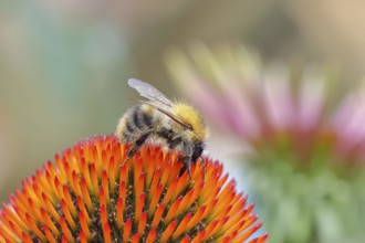 Field bumblebee (Bombus pascuorum), collecting nectar on a purple coneflower (Echinacea purpurea),