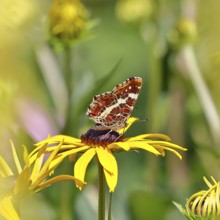 Land carder (Araschnia levana), summer generation, closed wings, underside of wings, on a flower of
