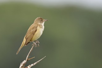 Great Reed Warbler (Acrocephalus arundinaceus), sitting on a twig, singing station, natural