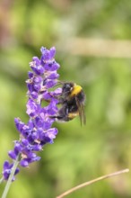 Ground bumblebee (Bombus terrestris), on a lavender flower (Lavandula angustifolia), macro
