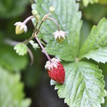 Forest strawberry (Fragaria vesca), ripe fruit, Wilnsdorf, North Rhine-Westphalia, Germany