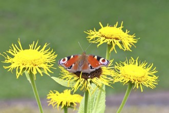 Peacock butterfly (Aglais io), on a yellow flower of a Great Telekie (Telekia speciosa), Wilnsdorf,