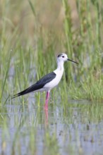 Stilt (Himantopus himantopus), adult bird standing in the reeds of the shore vegetation, wildlife,