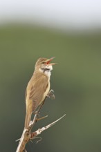 Great Reed Warbler (Acrocephalus arundinaceus), with open beak, singing, twittering, sitting on a