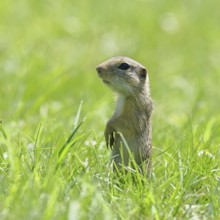 European ground squirrel (Spermophilus citellus) standing upright in a meadow, Burgenland Austria