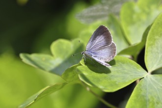 Argus Blue, White Clover Blue (Plebejus argus), female, on a leaf, close-up, macro photograph,