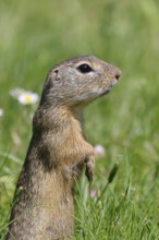 European ground squirrel (Spermophilus citellus) standing upright in a meadow, Burgenland Austria