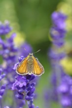 Large skipper (Ochlodes venatus), collecting nectar from a flower of Common lavender (Lavandula