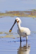 Spoonbill (Platalea leucorodia), adult bird striding through shallow water, adult bird in