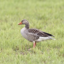 Grey goose (Anser anser) on a moor, Dümmer, Lake Dümmer, Ochsenmoor, Hüde, Lower Saxony, Germany