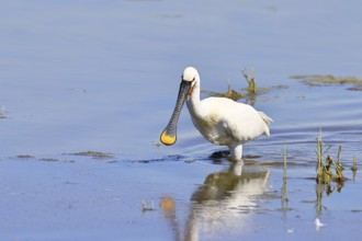 Spoonbill (Platalea leucorodia), adult bird striding through shallow water, adult bird in
