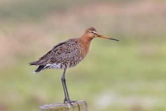 Black-tailed godwit (limosa limosa), on a perch, on a fence post, snipe birds, wildlife, nature