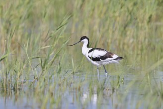 Avocet (Recurvirostra avosetta) adult wader standing in the shallow water of the lake shore zone,