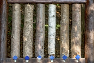 Sections of different tree trunks for comparison, lime (Tilia), oak (Quercus), red oak (Quercus