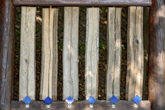 Sections of different tree trunks for comparison, lime (Tilia), oak (Quercus), red oak (Quercus