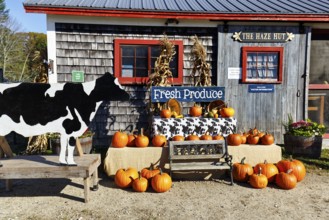 Pumpkins in front of a farm shop sign with words fresh produce decoration Thanksgiving agricultural
