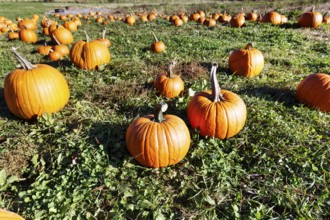 Pumpkins in a field, harvesting, sustainable farm in Freeport, Wolfe's Neck Center, Maine, New