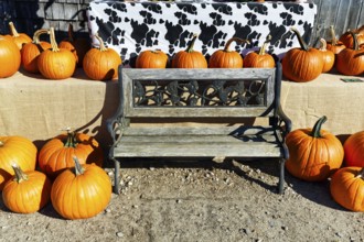 Pumpkins next to a wooden bench, decoration, harvest harvest, agricultural produce, sustainable