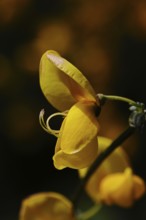 Flower of broom, common broom (Cytisus scoparius), single yellow flower on bush, dark background,