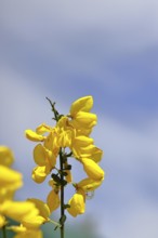 Flower of broom, common broom (Cytisus scoparius), yellow flowers in front of a blue sky,