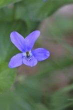 Wood violet (Viola reichenbachiana) between leaves on the forest floor, spring bloomer, spring,