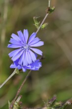 Common chicory Common chicory or chicory (Cichorium intybus), single flower, blue flower, by the