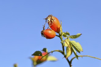 Ripe rosehip fruit of the dog rose (Rosa canina) on a branch, in front of a blue sky, Wilnsdorf,