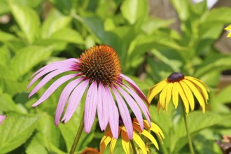 Flower of a purple coneflower (Echinacea purpurea), in a garden, Wilnsdorf, North Rhine-Westphalia,