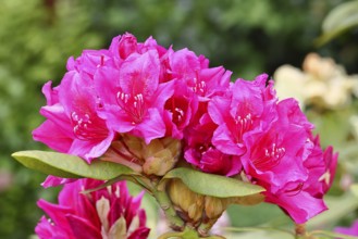 Rhododendron flowers (Rhododendron Homer), red flowers, in a garden, Wilnsdorf, North