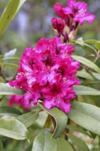 Rhododendron flowers (Rhododendron Homer), red flowers, in a garden, Wilnsdorf, North